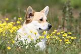 CORGI PEMBROKE 395